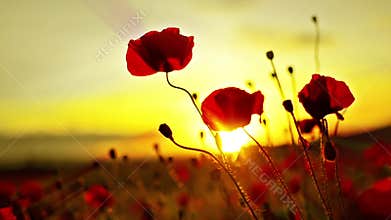 Poppies flowers at sunset