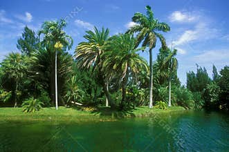 Florida Landscape