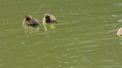 Tufted duck and her chicks