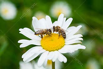 Bees sucking nectar from a daisy flower