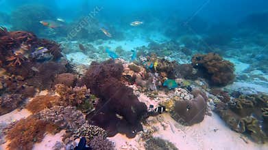 Panoramic underwater view of an expansive coral garden and school of colorful tropical fish