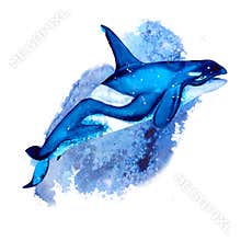 Killer whale on a white background. Watercolor illustrations in simple realistic style for your design and print