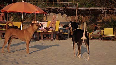 Arambol, India - February 2020. Angry dogs growl and bark at each other.