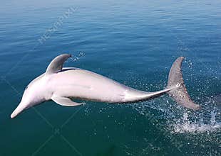 Dolphin Jumping