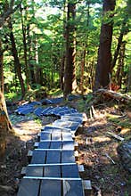 Boardwalk area with forest background on Haida Gwaii, BC, Canada