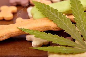 CBD cannabidiol and medical marijuana treat for pets, food delicacy for dogs and cats with a green leaf of hemp close-up. Bone-