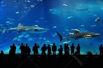 Two whale shark of Okinawa aquarium