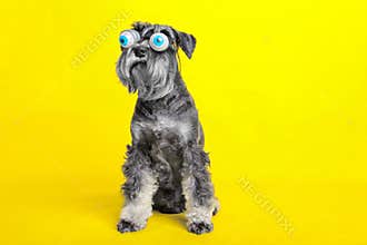 Dog. miniature schnauzer. posing in the studio on a yellow background