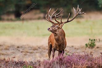Red deer stag  in Hoge Veluwe National Park