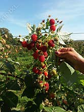 Zmeura fructe de cultura