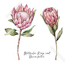 Set of watercolor King protea and Queen protea. Hand painted tropical pink flowers and leaves isolated on white