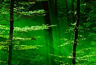 Lights of the forest