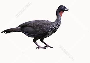 Crested Guan Isolated