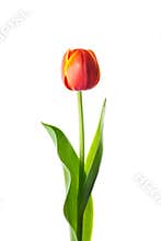 Isolated tulip flower
