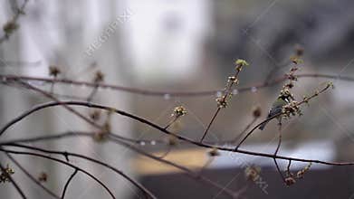 A titmouse flew in and sat on a tree branch at the moment of rainy snowfall on the background of a blurred urban city
