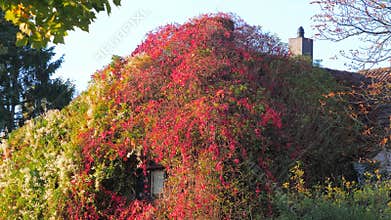 European overgrown with ivy house, White and red flowers