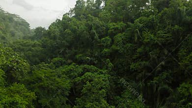 Aerial drone flight through the jungle, Bali, Indonesia, 4k