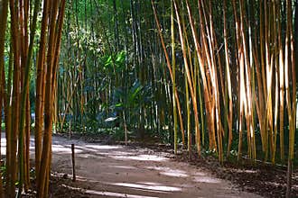 Evening sunlight on dense bamboo forest sticks poles in Bambouseraie de Prafrance Cevennes park, Generargues, Languedoc, France