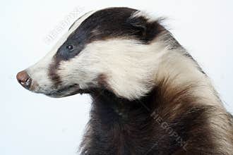 Badger