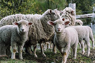 Ewe looking to camera in nature