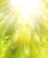 Spring sunny floral background