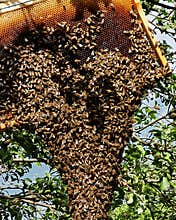 Swarm of bees