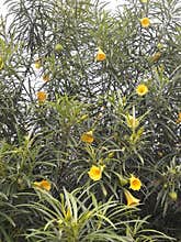 Yellow oleander, Cook tree, Be-still tree, Lucky nut, Dicky plant, Mexican oleander