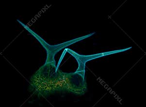 Arabidopsis leaf hairs: trichomes