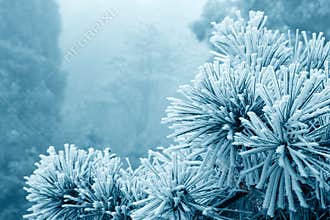 Ice fog on tree