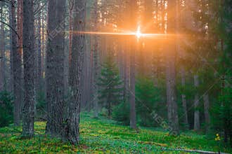 Dawn in magic woodland
