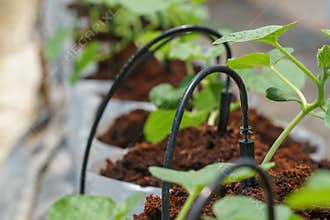 Drip Irrigation system in melon farm