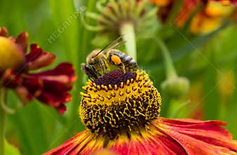 Honey Bee collecting pollen on top of beautiful Rudbeckia flower