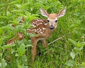 Whitetail Deer Fawn