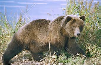 Brown bear