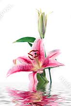 Beautiful iris - lily flower with water reflection isolated on white background