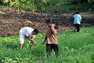 Lop Buri, Thailand: Farmers in Field