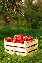 Apples in orchard