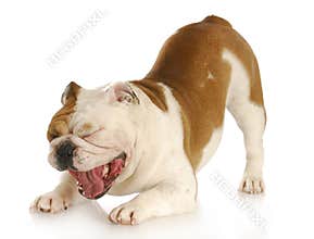 Bulldog yawning