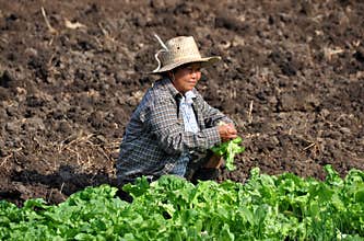 Lop Buri, Thailand: Woman Farmer
