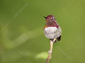 Anna's Hummingbird