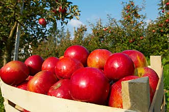 Apples in orchard