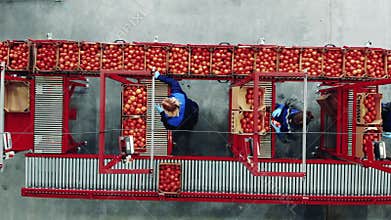 Factory workers are moving tomatoes along the transporter
