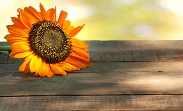 Fall Sunflower on a Rustic Wood Table with Green Foliage Bokeh Background with copy space.  It`s a horizontal with a side view