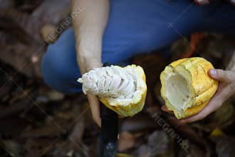 Wild Cacao Fruit