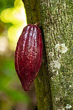 Wild Cacao Fruit