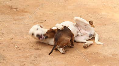 Overview two dogs playing together