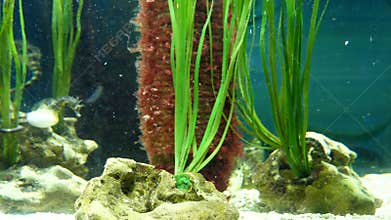 Seahorses aquarium