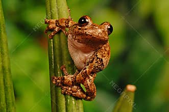 Gray treefrog on stem