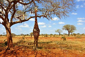 Giraffe Africa