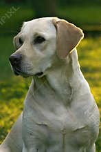 Labrador retriever dog